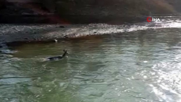kahve falında dağ keçisi