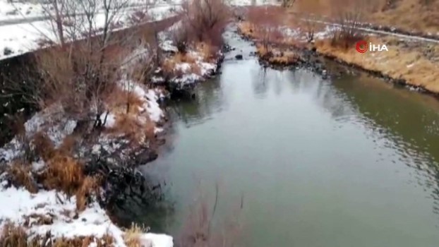 Kars Çayı’nda su samuru görüldü