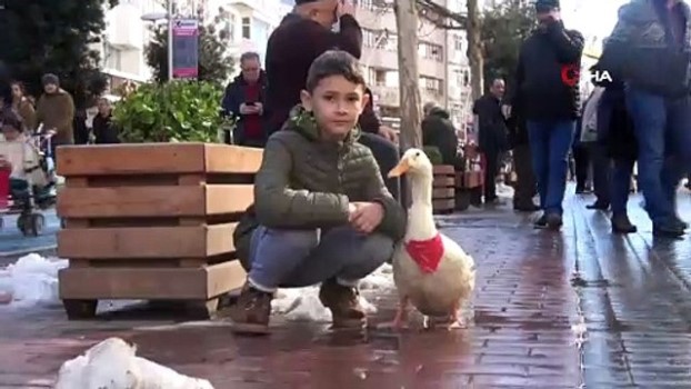 Besledigi Ordekle Caddede Yuruyen Cocuk Ilgi Odagi Oldu