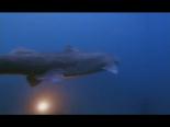 ilginc goruntu - İlginç Bir Köpekbalığı Çeşidi Videosu
