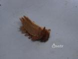 bocekli - İlginç Böcek Türü Videosu