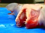 ilginc goruntu - İlginç Köpekbalığı 1 Videosu