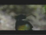 ilginc goruntu - Çok İlginç Kuş Videosu