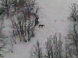 tavsan avi - Kar Üstünde Tavşan Avı Videosu