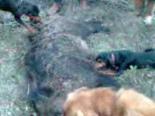 domuz avi - Susurluk Yağcıköy Domuz Avı Videosu