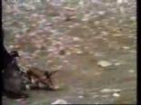 tavsan avi - Atmaca İle Tavşan Avı Videosu