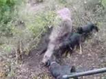 Av Köpekleri Domuza Saldırıyor