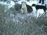 domuz avi - Bayburt'ta Domuz Avı-2 Videosu