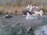 domuz avi - Av Köpeklerinin Domuzla Boğuşması Videosu