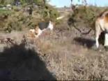 tavsan avi - Sezar Ve Hunter Tavşan Kokusu Aldı Videosu