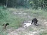 domuz avi - Köpeklerle Domuz Avı Videosu