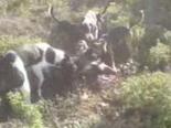 domuz avi - Gelibolu'da Domuz Avı Videosu