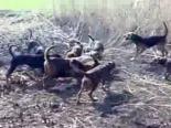 domuz avi - Selçuk'ta Domuz Avı Videosu