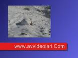 tavsan avi - Karda Tavşan Avı Videosu