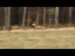 domuz avi - Dürbünlü Tüfekle Geyik Ve Domuz Avı Videosu
