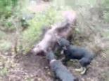 domuz avi - Av Köpeklerinin Domuza Saldırısı Videosu