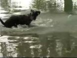 balik avi - Köpeğin Yakaladığı Balık Videosu
