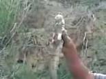 balik avi - Kocahacıllı Balık Avı Aslanlar Videosu