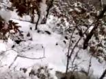 domuz avi - Sivas'da Domuz Avı Videosu