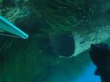 avcilik - Borunun içindeki balığı zıpkınla avladı Videosu
