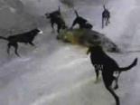domuz avi - Av Köpekleri Yaralı Domuzu Kovalıyor Videosu