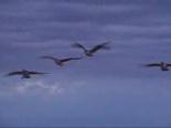 ordek avi - Sürükleyici Bir Ördek Avı Videosu