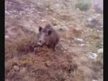 domuz avi - Acemi Avcının Domuzla Mücadelesi Videosu
