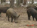 domuz avi - Dağ Koyunu Ve Domuz Avı Videosu