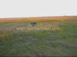 domuz avi - Domuz Avcıya Saldırıyor Videosu