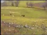 domuz avi - İznikli Avcıların Domuz Avı Videosu