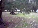 avcilik - Av Köpeklerinin Tavşana Ferması Videosu