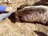 domuz avi - Aydın'da Domuz Avı Videosu