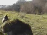 domuz avi - Sinop'ta Domuz Avı-2 Videosu