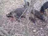 domuz avi - Lalapaşa'da Domuz Avı Videosu