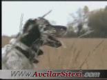 av kopegi - Köpek İle Gerçekleştirilen Tavşan Avı Videosu
