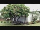 hawaii - Glenn Medeiros - Here And Now 1 Videosu