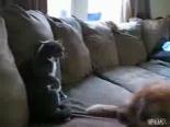 Kedi Köpek Kavgası