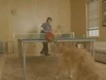 Kuyruğuyla Masa Tenisi Oynayan Köpek