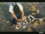 motosiklet sov - Feci Motor Kazası Videosu
