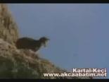 hayvan - Kartalın Keçi Avı Videosu