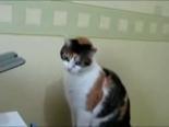 sevimli kedi - Kedi Printerla Oynuyor Videosu