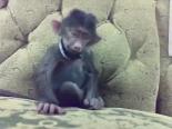 Uyuyan Maymun Gıdıklanırsa