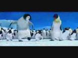 paytak penguen - Penguenler Videosu