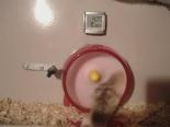 evcil hayvan - İki Hamsterden Komik Görüntüler Videosu
