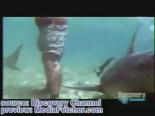 Köpekbalığı Adamın Ayağını Nasıl Isırıyor