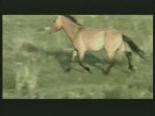 Vahşi Moğol Atları