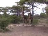 Zürafa Dövüşü