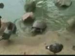 Su Kaplumbağası
