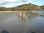 Kanguru Video Görüntüleri