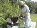 Bal Arıları Ve Kovan